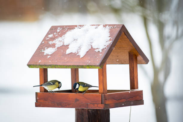 Vogelfutterhaus im Garten